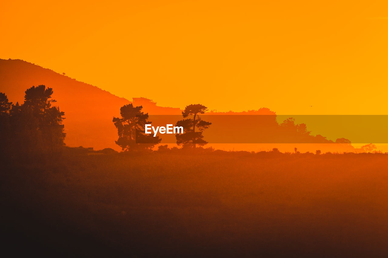 SCENIC VIEW OF SILHOUETTE TREES AGAINST ORANGE SKY