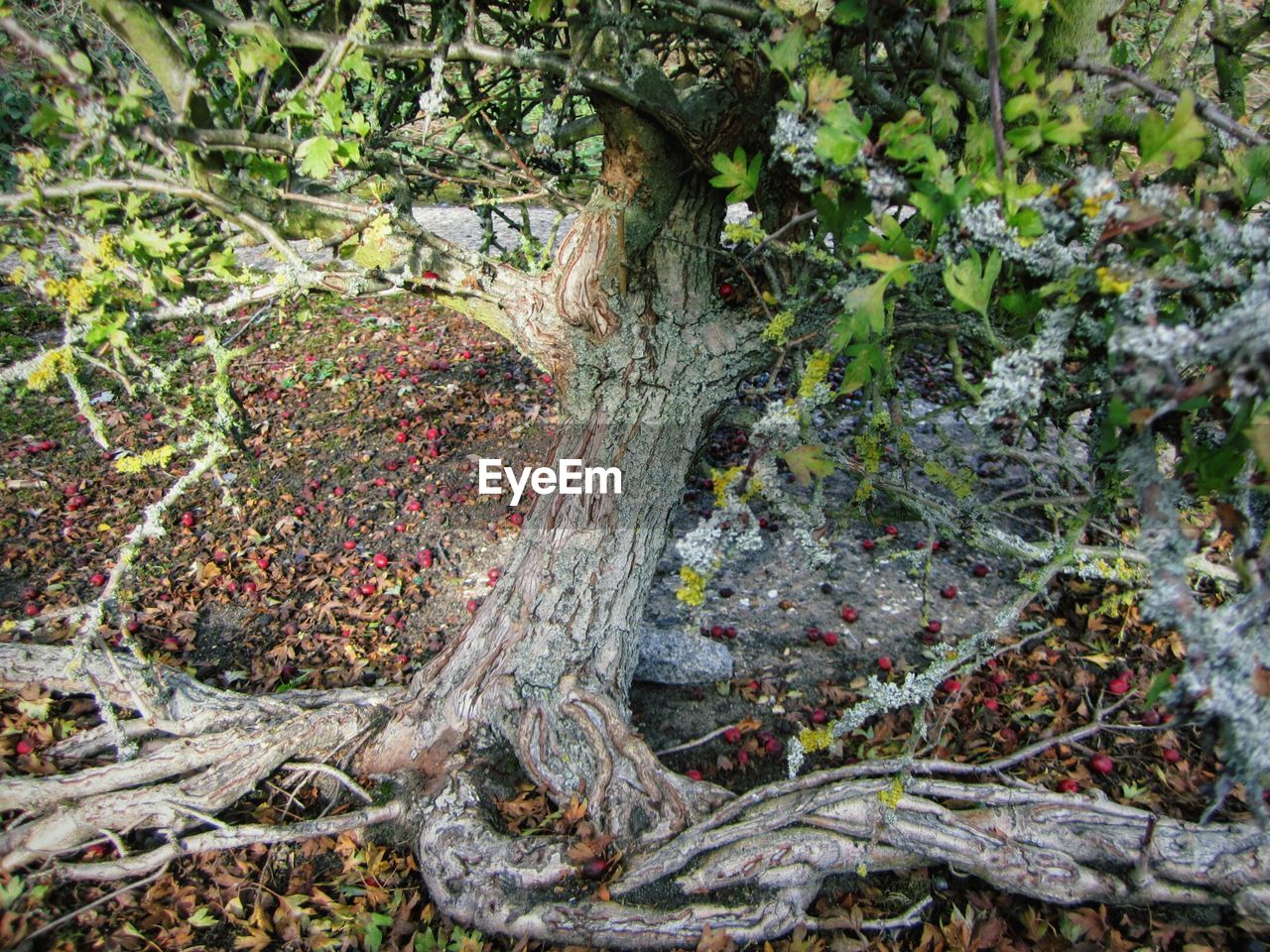 CLOSE-UP OF TREE TRUNK