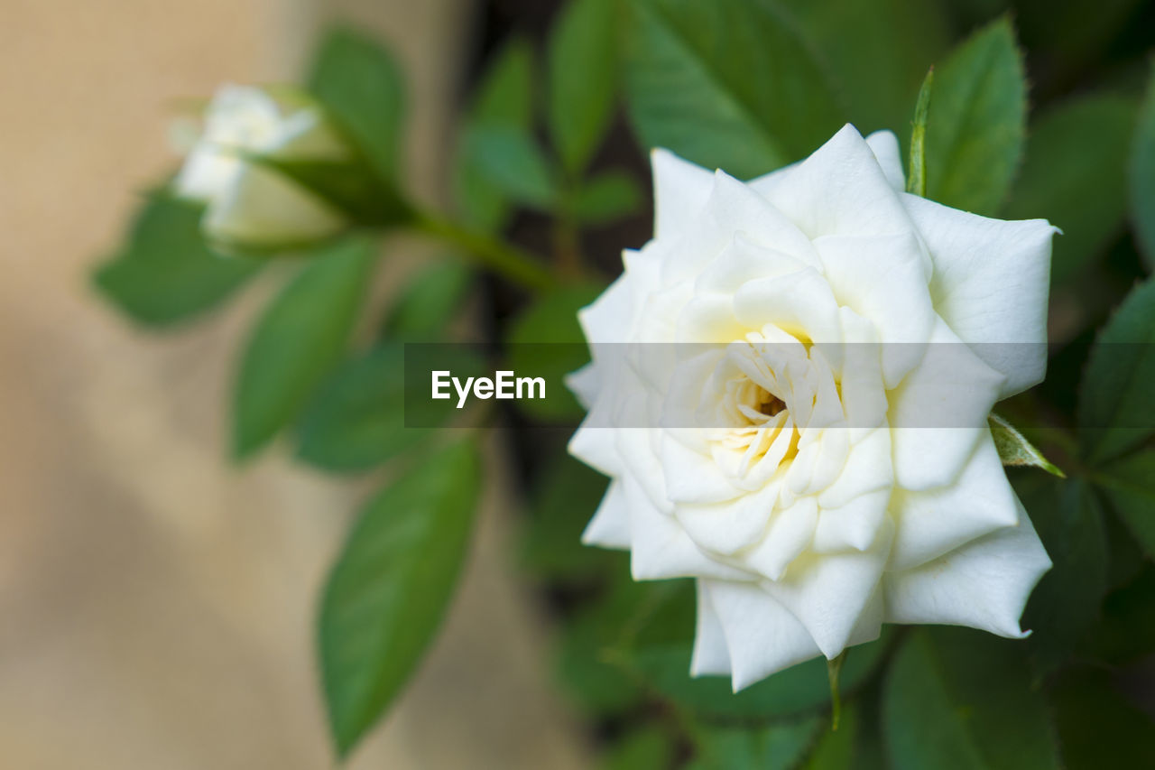 CLOSE-UP OF WHITE ROSES