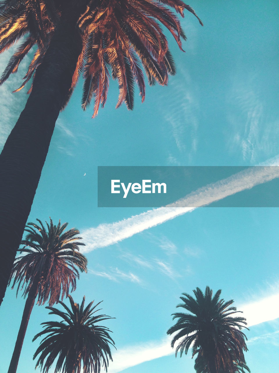 Low angle view of palm trees against cloudy sky