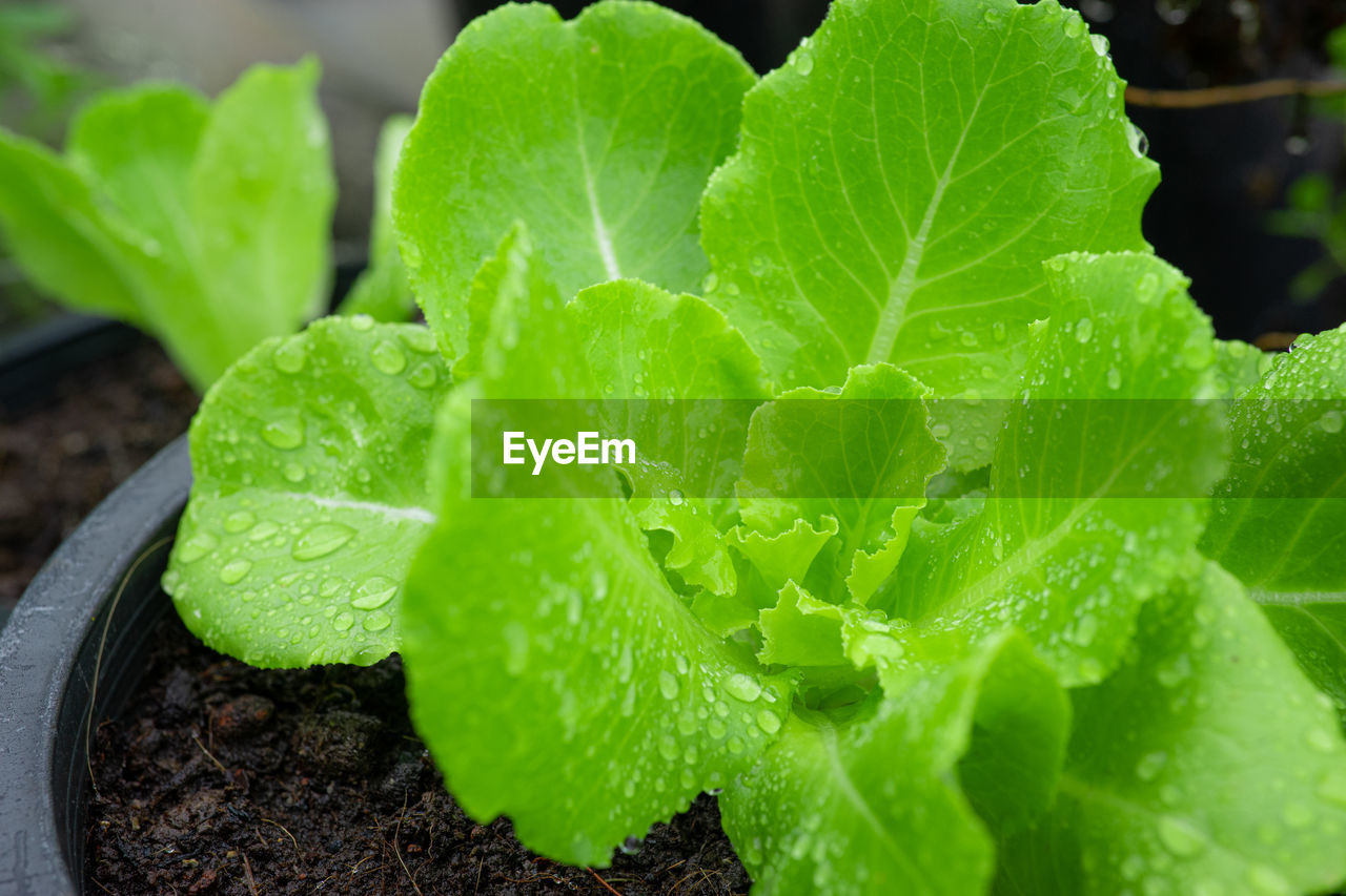 Green oak salad, grown with organic soil through careful care.