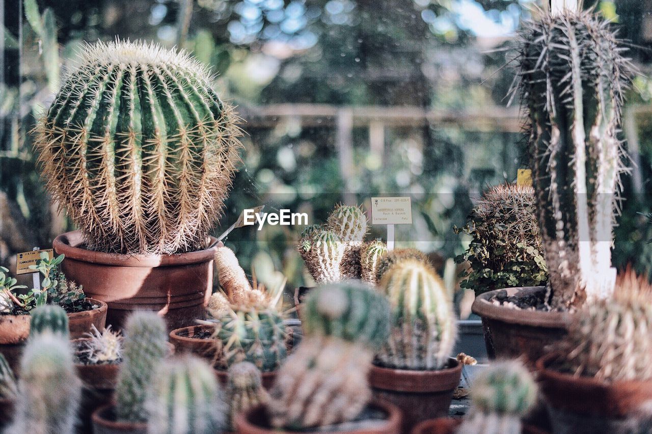 Cactus potted plants in greenhouse