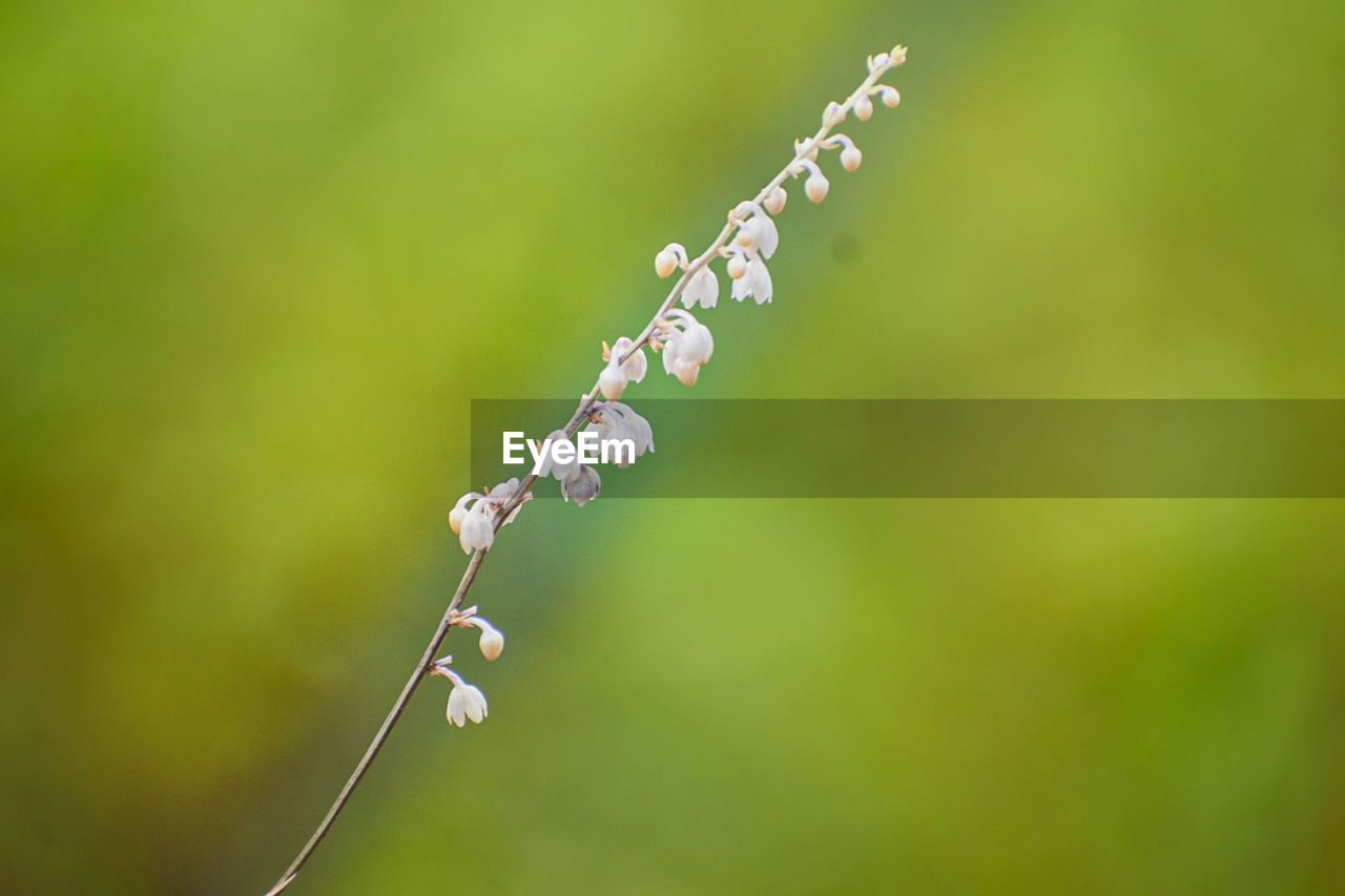 CLOSE-UP OF PLANT WITH WATER DROPS