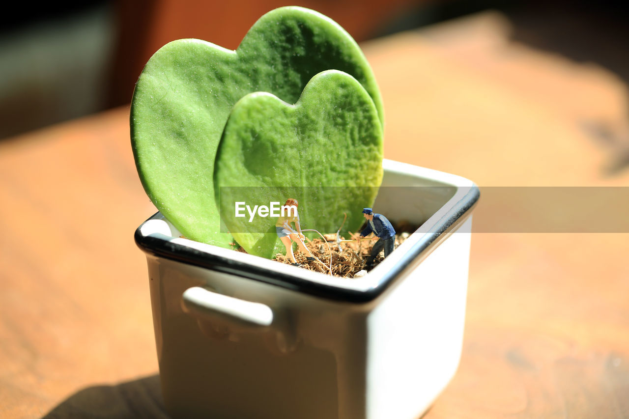 Close-up of potted plant  with the love