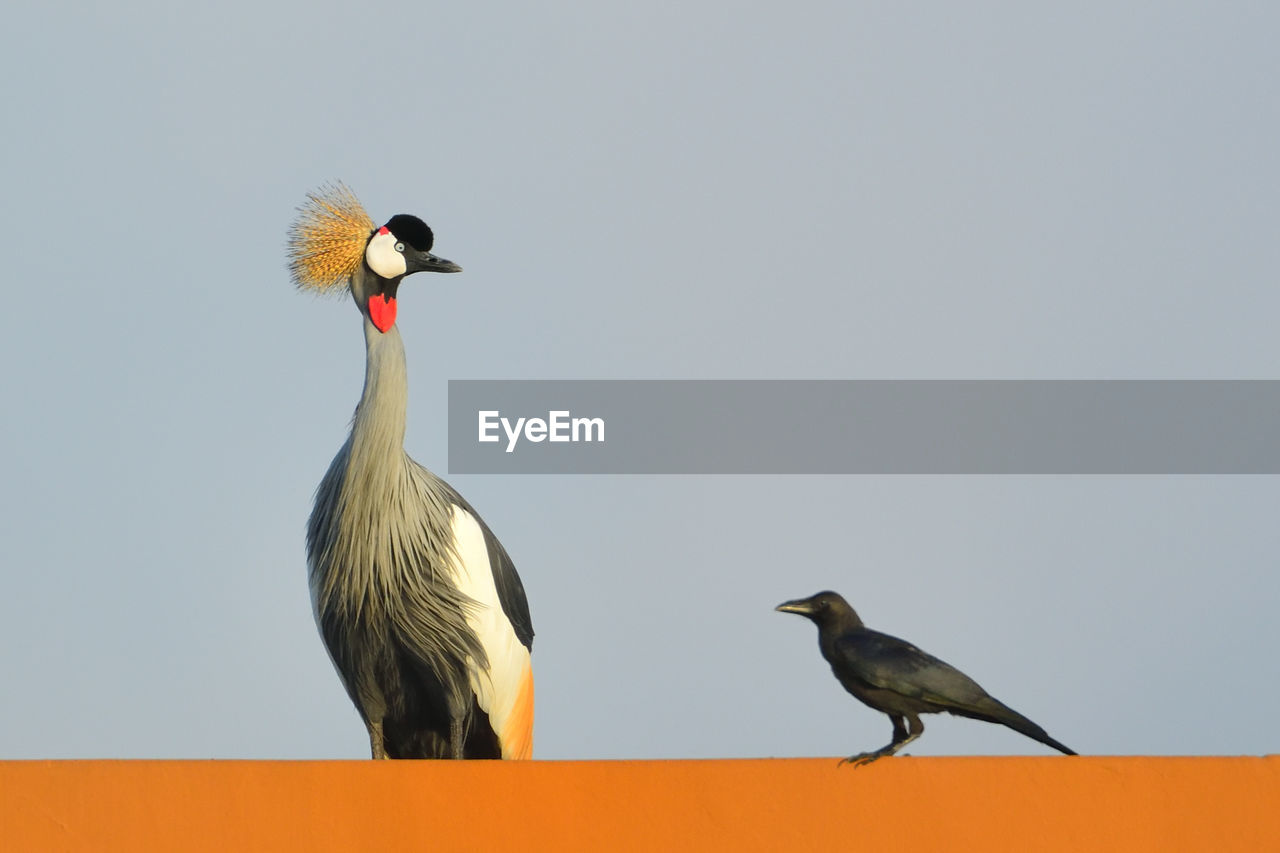 The crane and the crow