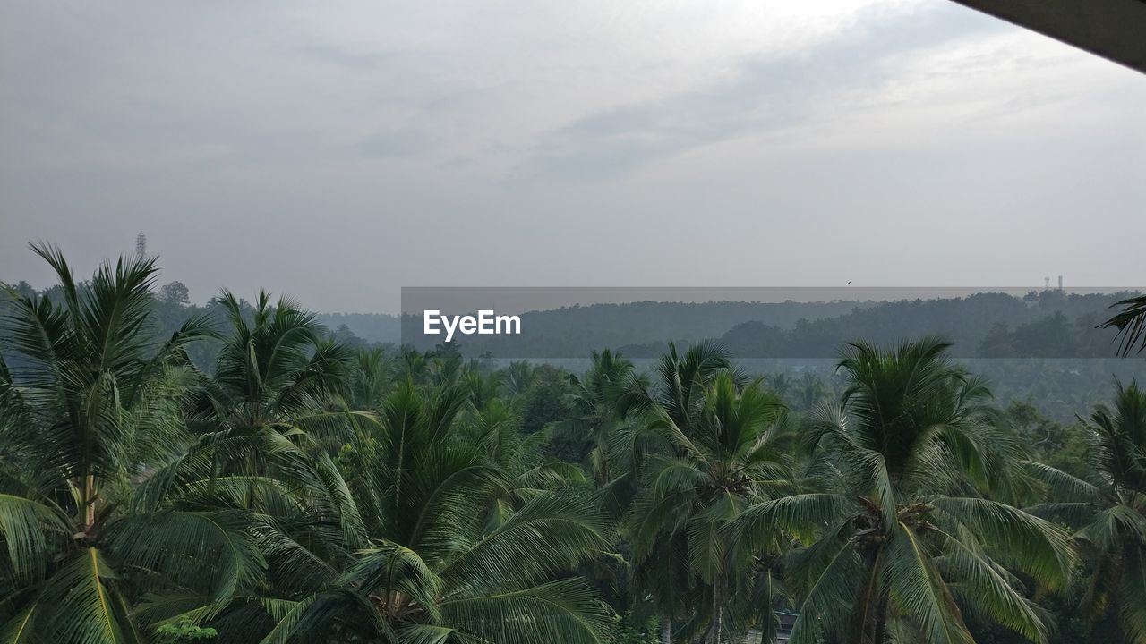 SCENIC VIEW OF PALM TREES AGAINST SKY