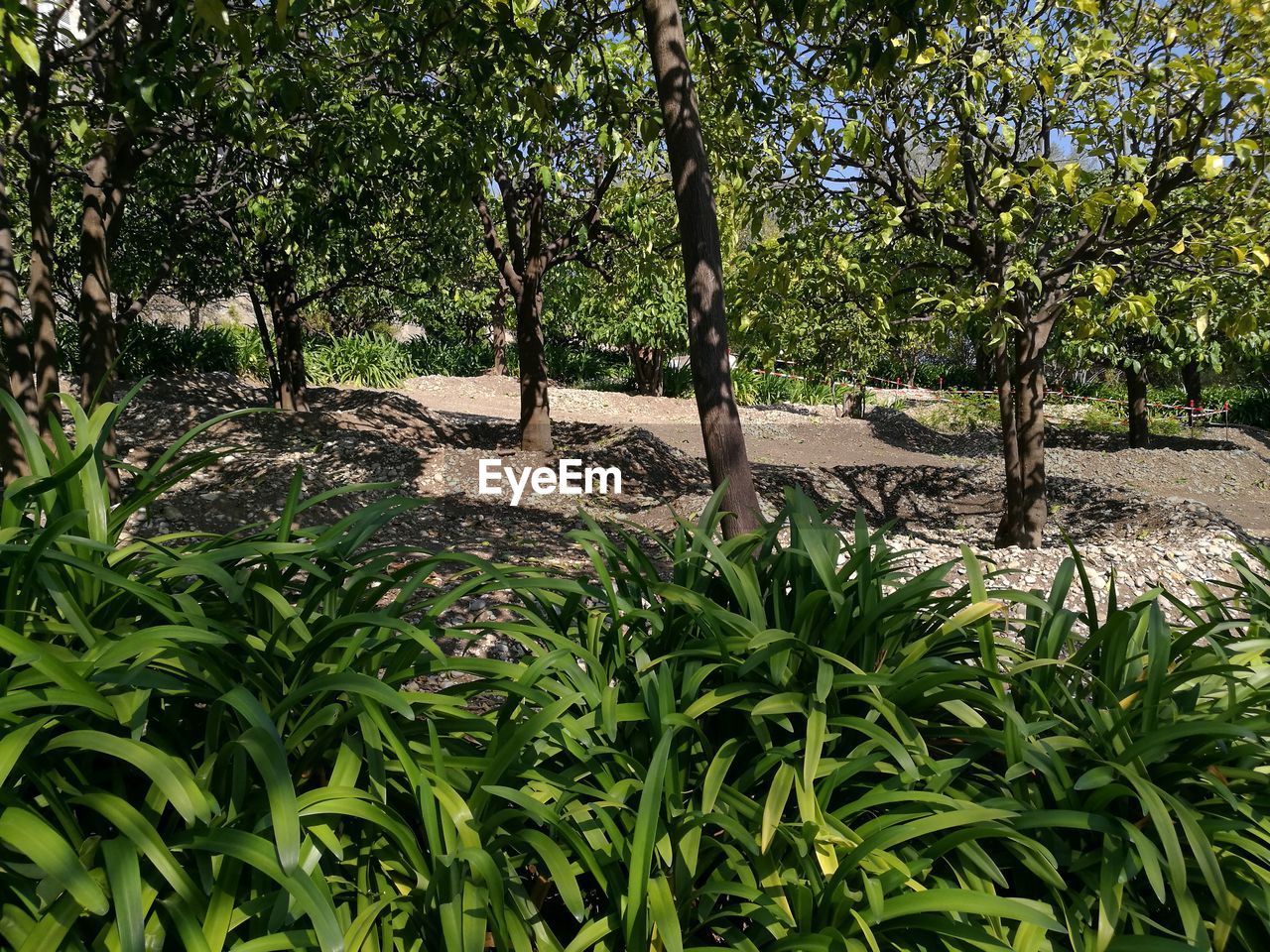 Close-up of fresh green plants