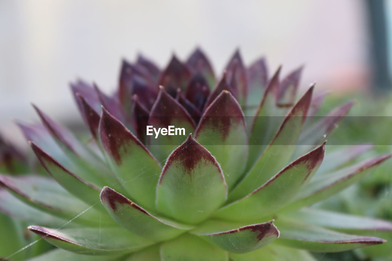 CLOSE-UP OF SUCCULENT PLANTS