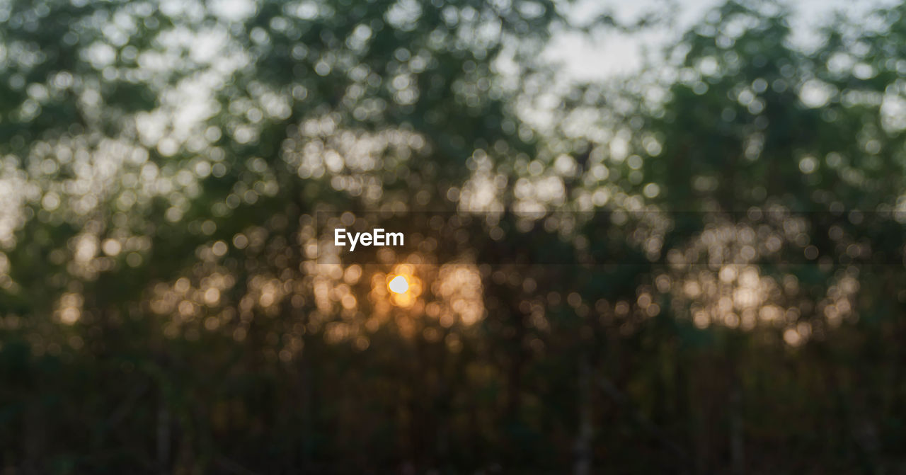 Defocused image of trees against sky during sunset