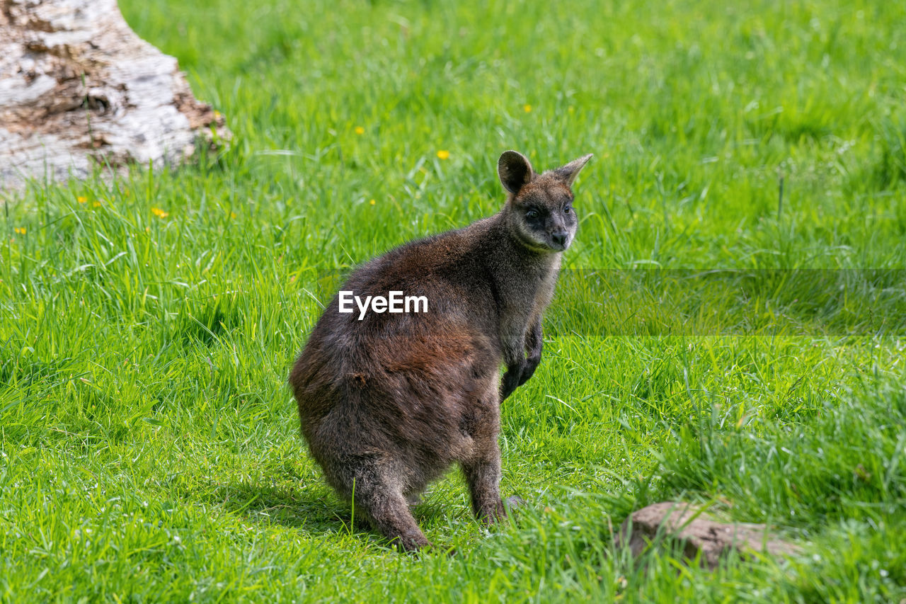 CAT LOOKING AWAY ON GRASS