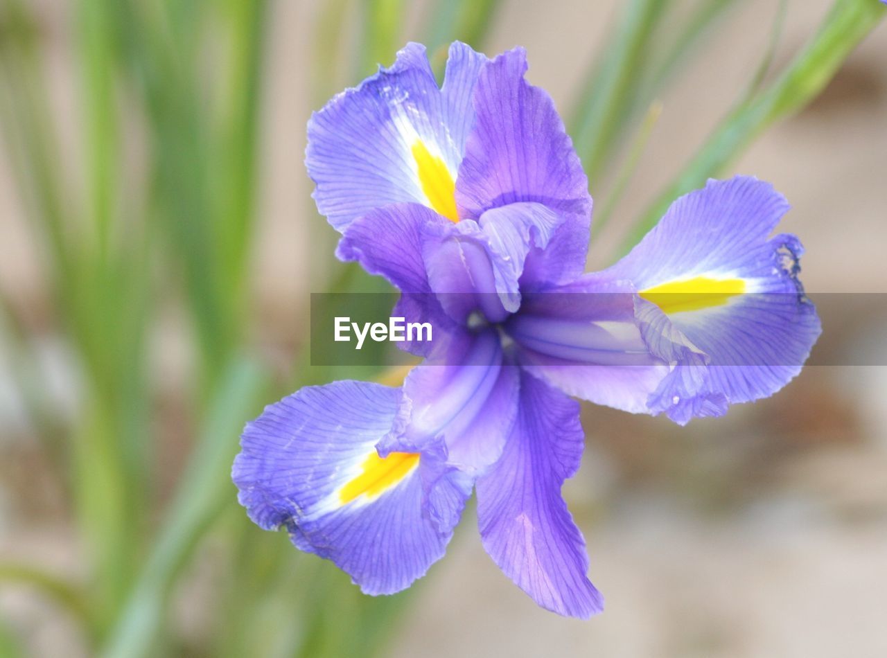 CLOSE-UP OF PURPLE FLOWERS BLOOMING