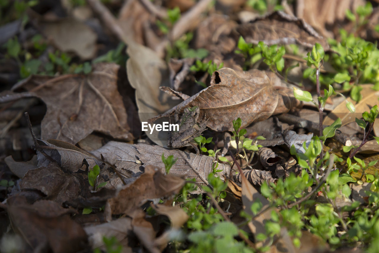 plant, nature, wildlife, animal wildlife, leaf, animal, plant part, animal themes, land, no people, tree, forest, selective focus, day, flower, outdoors, one animal, reptile, field, woodland, environment, food, camouflage, dry