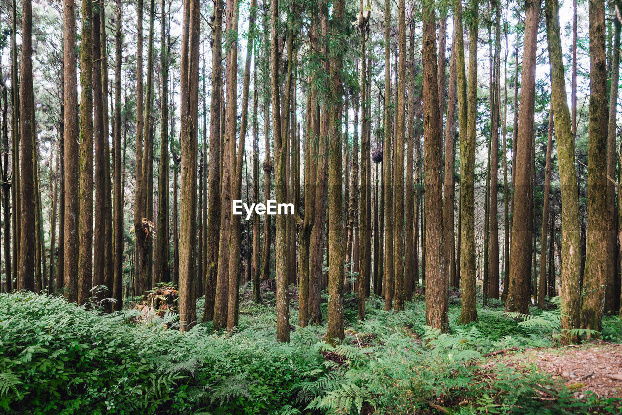 Trees growing in forest