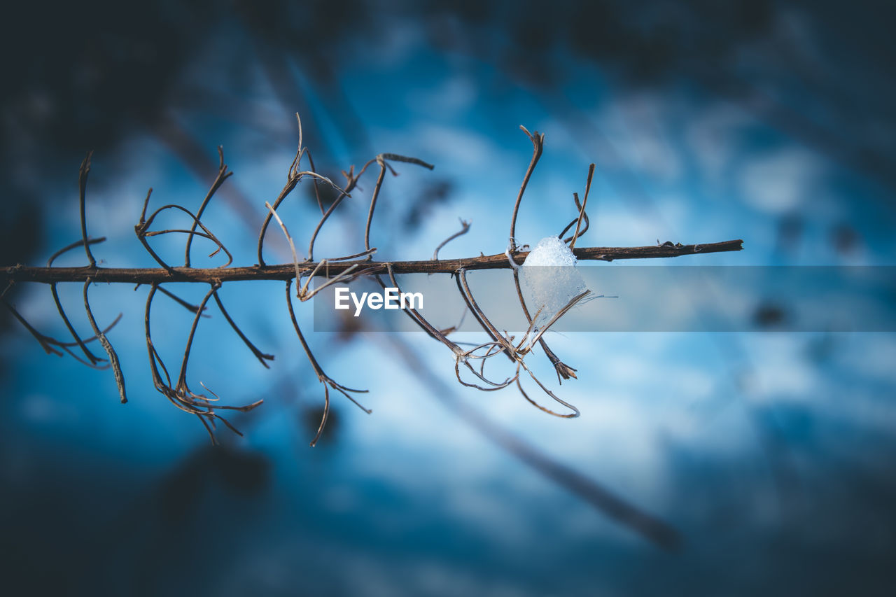 CLOSE-UP OF TWIG AGAINST BLUE SKY