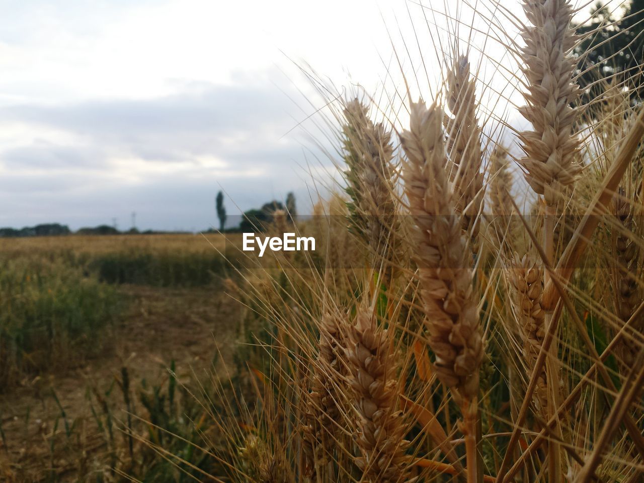 Close-up of crops growing on field