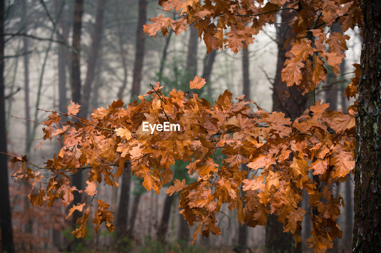 Close-up of autumn trees in forest