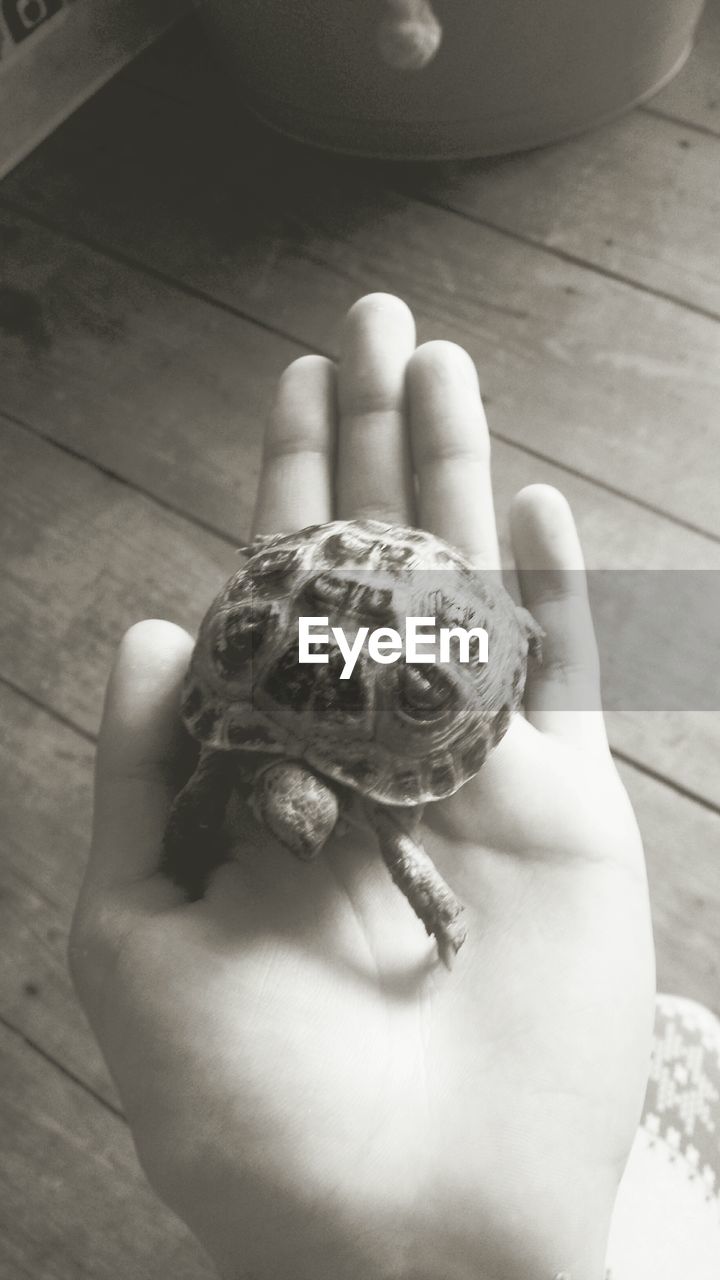 Cropped image of hand holding turtle over hardwood floor