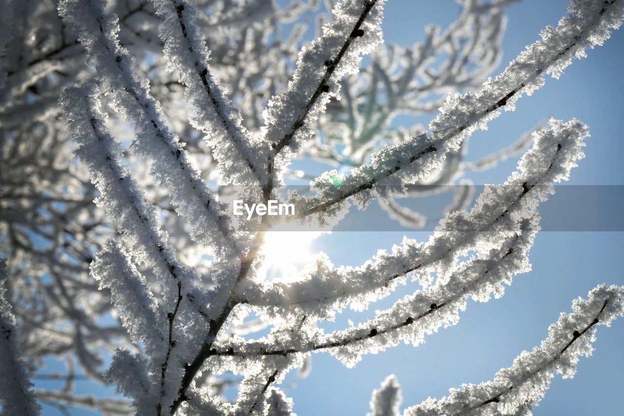 Close-up of frost on branch