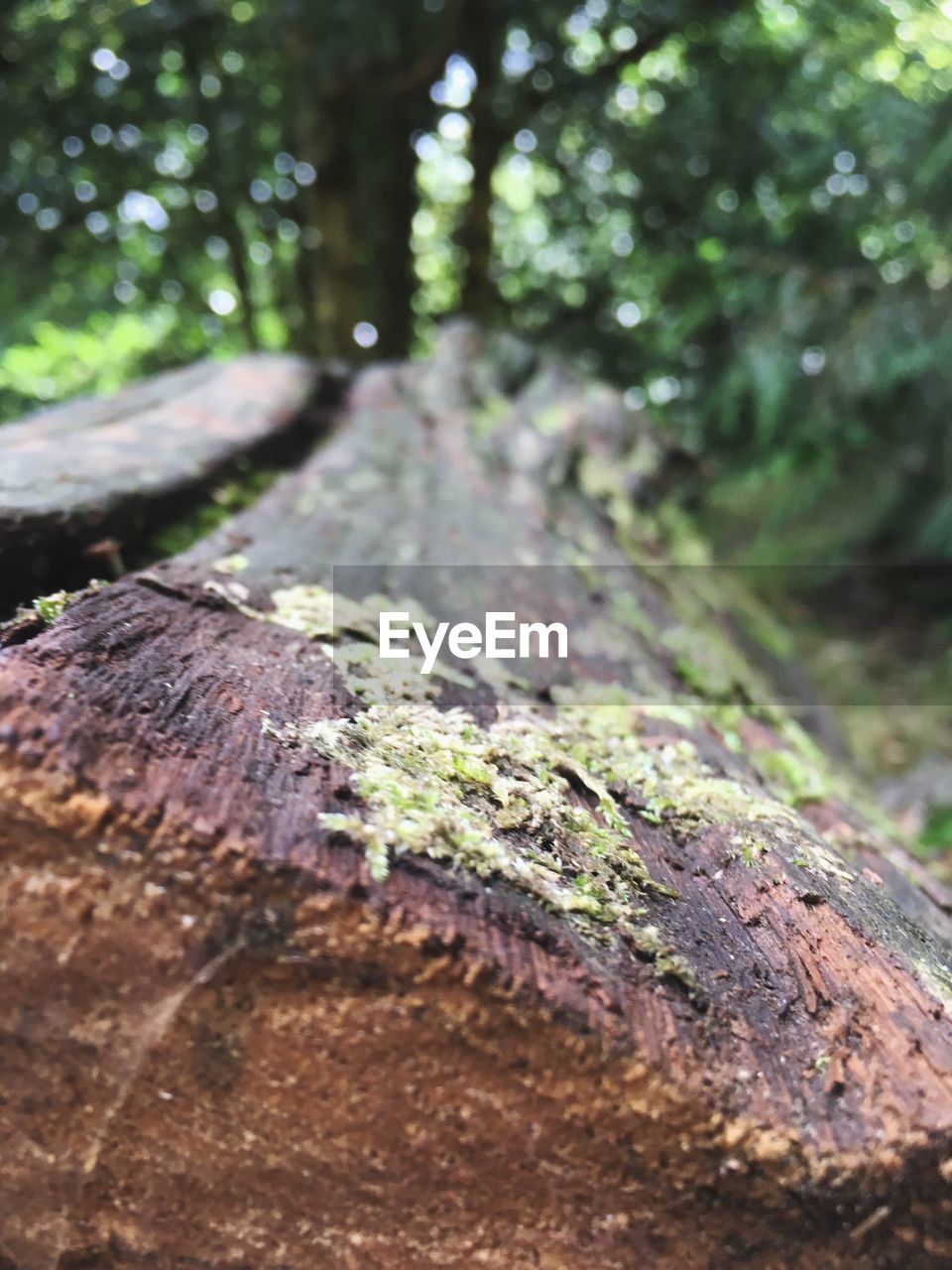 CLOSE-UP OF TREE TRUNK