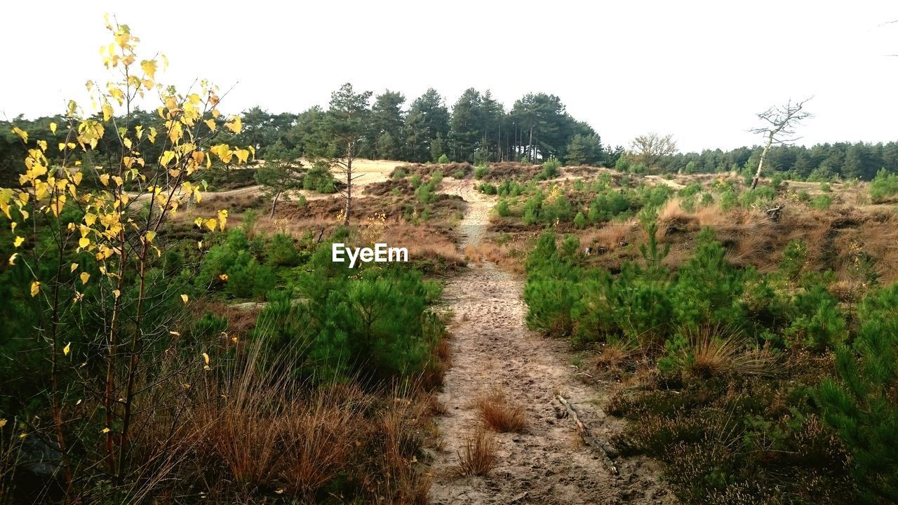 TREES ON FIELD