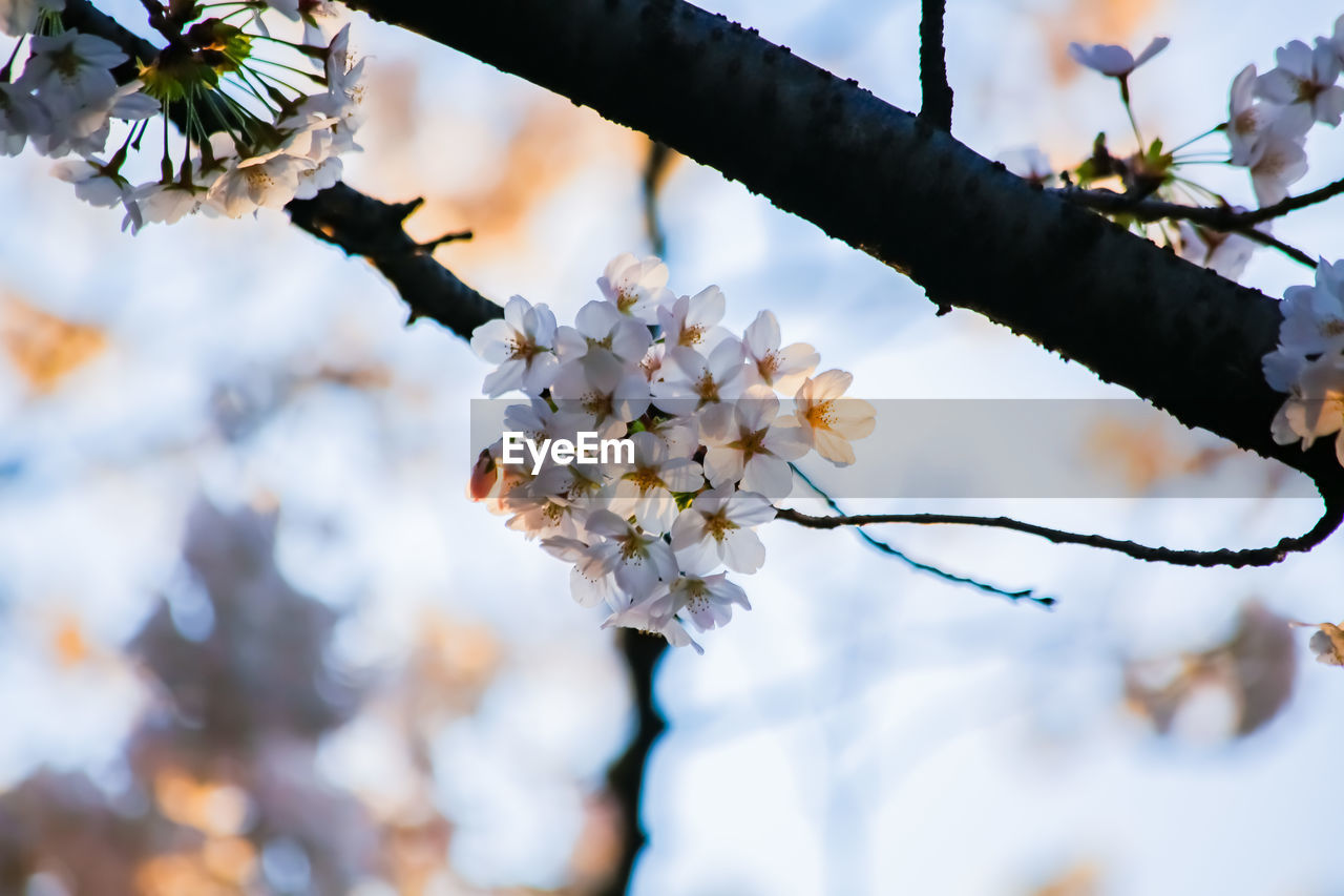 plant, spring, tree, flower, blossom, beauty in nature, flowering plant, springtime, freshness, branch, nature, fragility, growth, close-up, outdoors, no people, focus on foreground, cherry blossom, white, day, sky, twig, low angle view, food and drink, fruit, food, macro photography, selective focus, botany