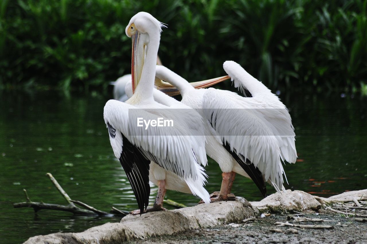 Close-up of swan by lake against trees