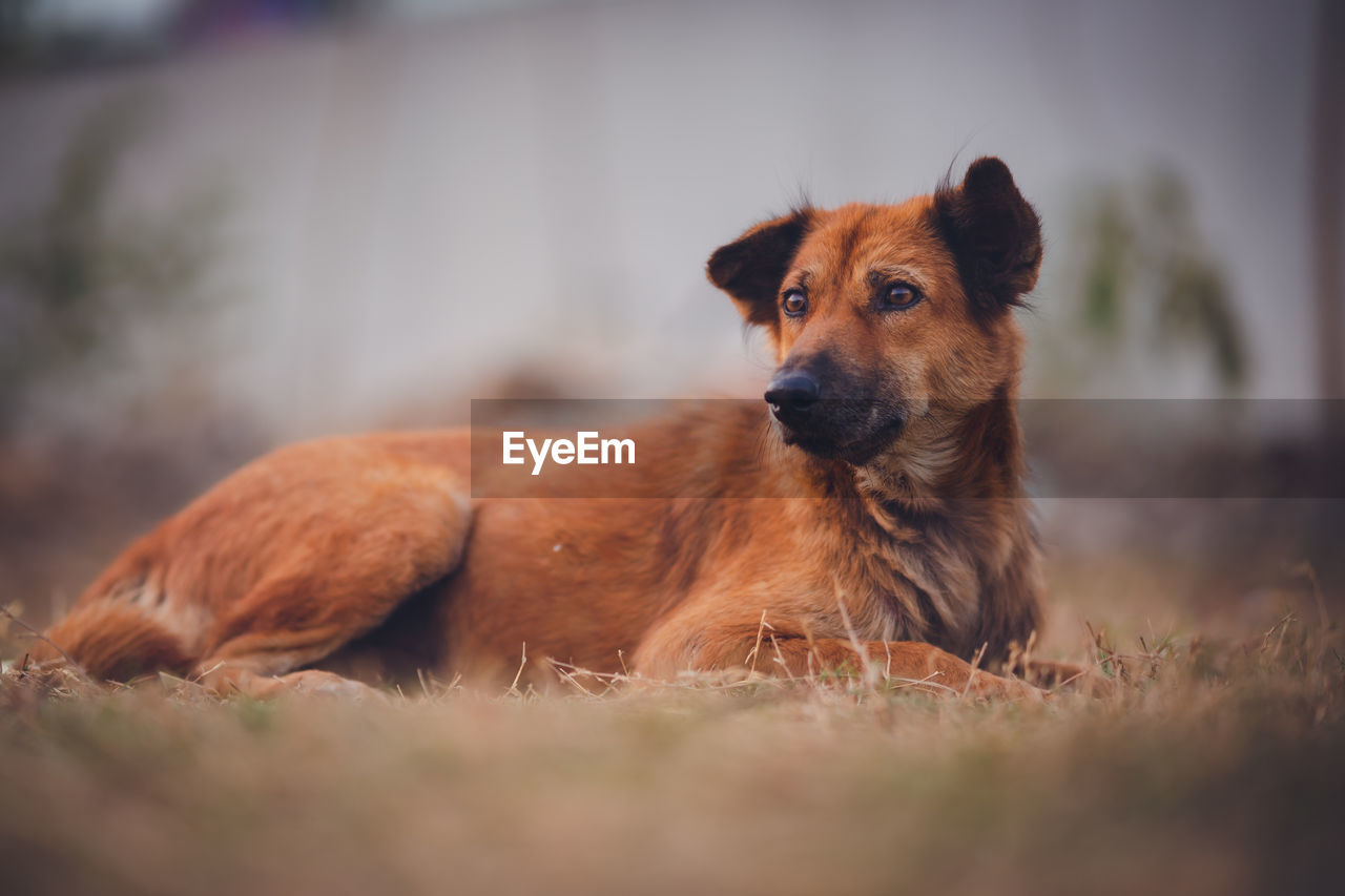 Portrait of dog relaxing on field