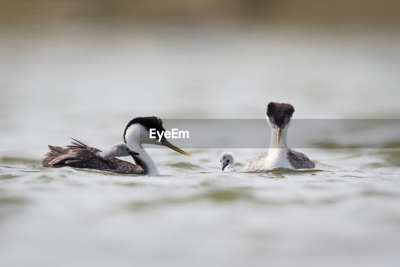 DUCK SWIMMING IN LAKE