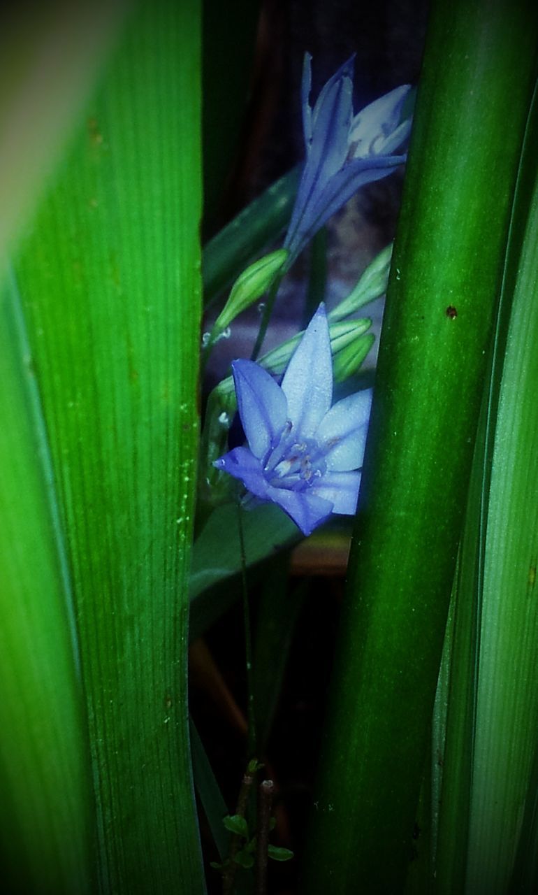 CLOSE-UP OF PLANTS