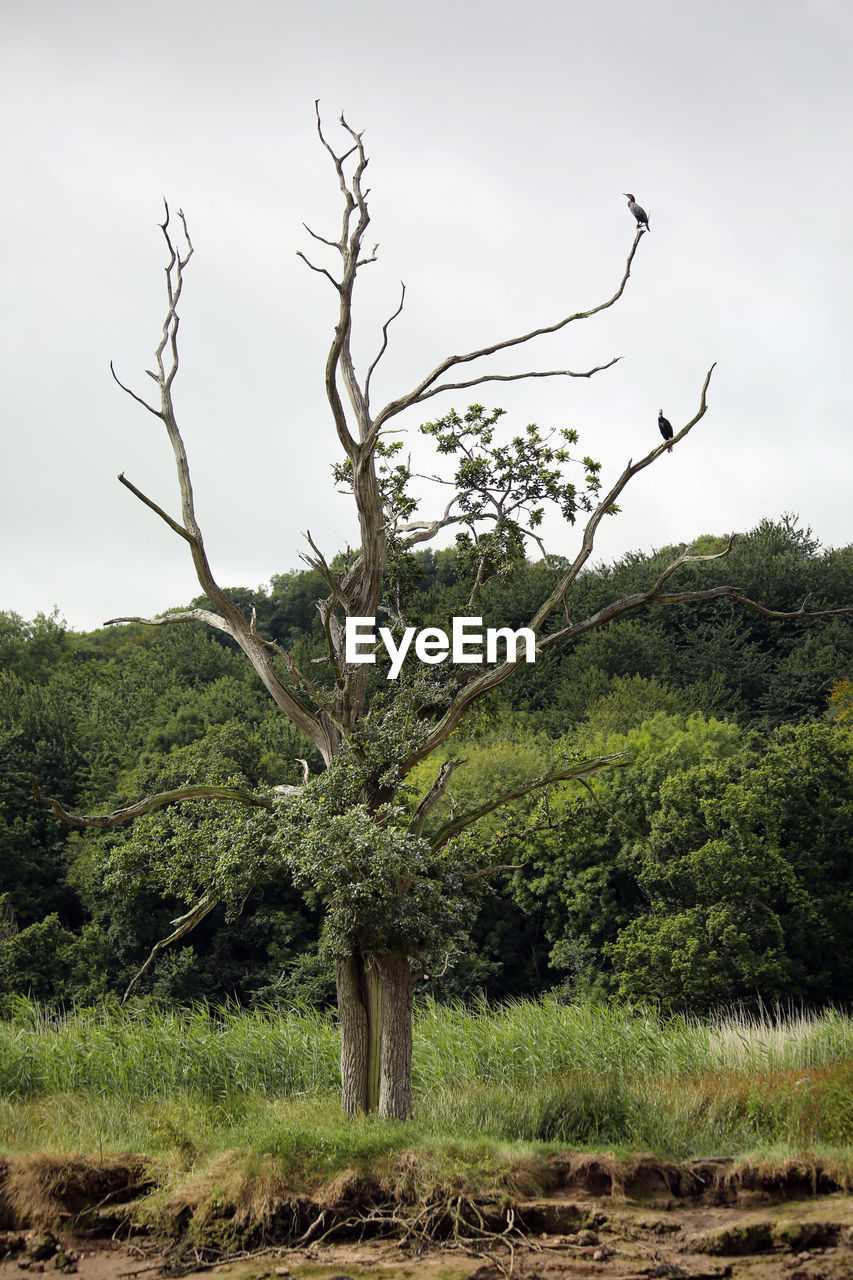 PLANTS ON LANDSCAPE AGAINST SKY