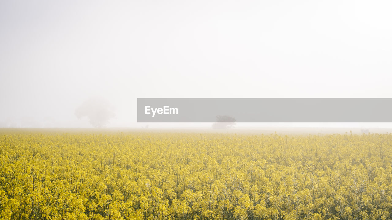 Scenic view of oilseed rape field against fog sky 
