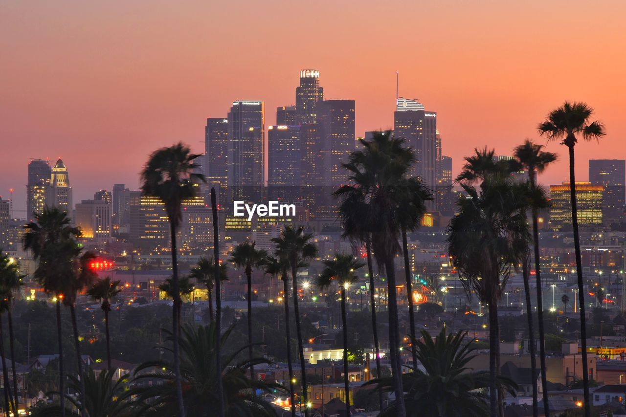 Silhouette trees against buildings in city during sunset