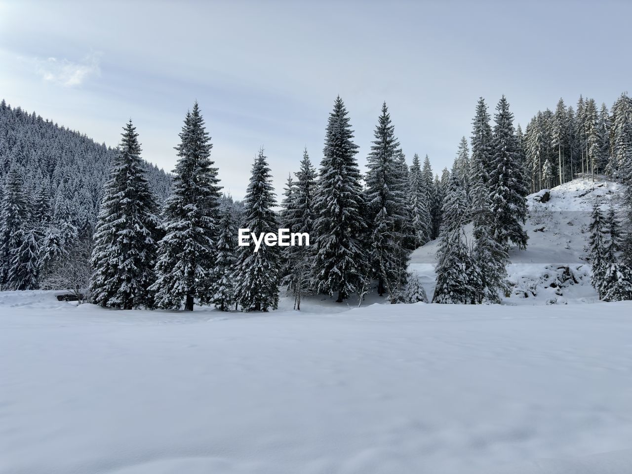 snow, winter, cold temperature, tree, plant, forest, pine tree, coniferous tree, scenics - nature, land, nature, beauty in nature, pinaceae, environment, pine woodland, sky, landscape, tranquil scene, woodland, non-urban scene, mountain, tranquility, no people, frozen, evergreen tree, footwear, white, cloud, day, outdoors, spruce tree, polar climate, remote, mountain range, blue, holiday, piste, wilderness, travel