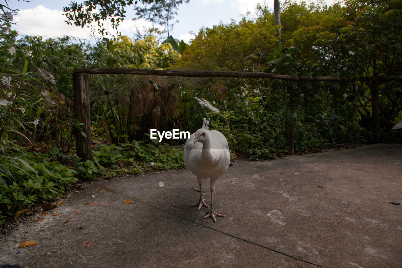 VIEW OF BIRD PERCHING ON A TREE