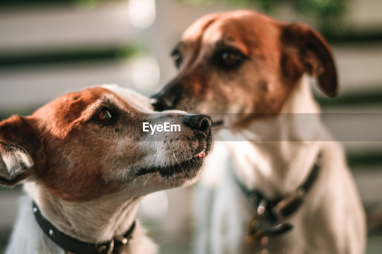 Close-up of dog looking away