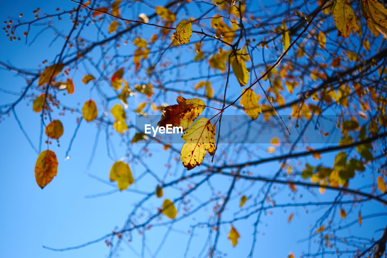 Low angle view of autumnal leaves against blue sky