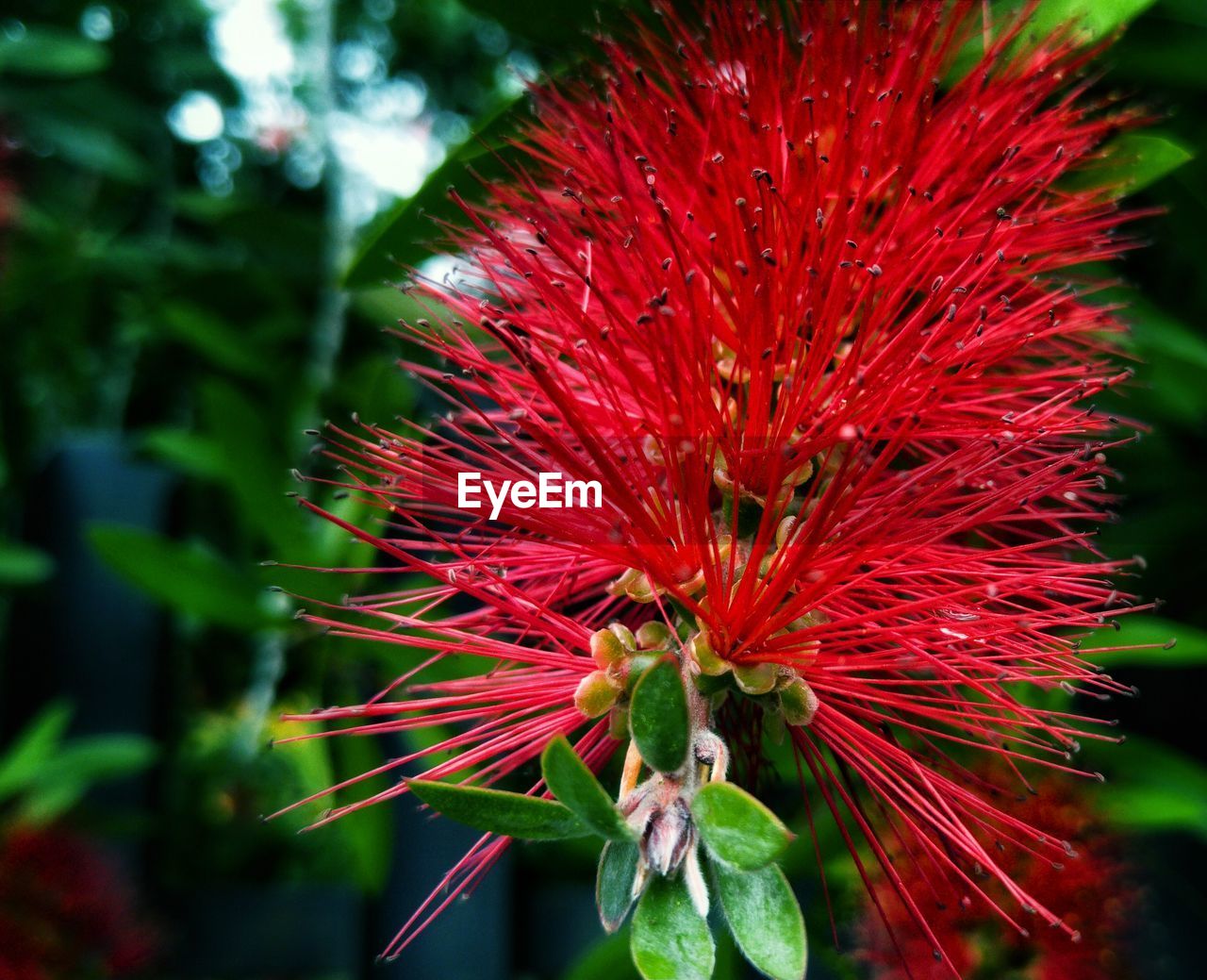 CLOSE-UP OF RED FLOWER AGAINST BLURRED BACKGROUND