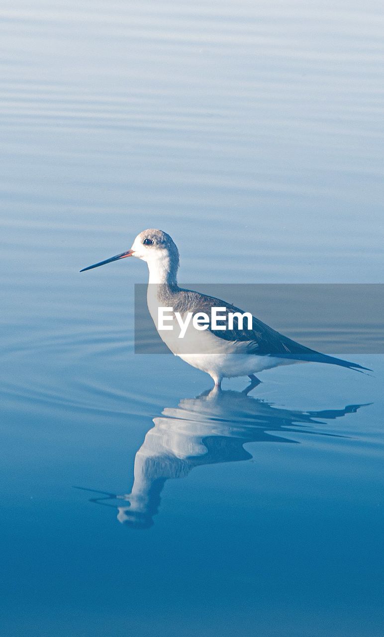 Bird in a lake