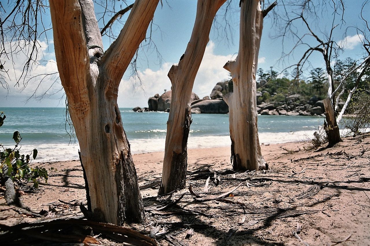 TREES AT BEACH