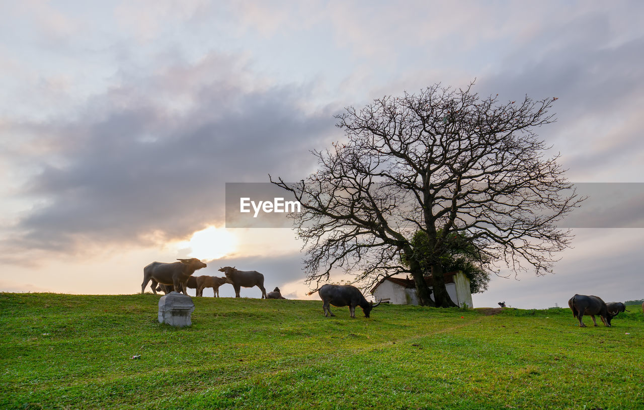 VIEW OF HORSE GRAZING ON FIELD