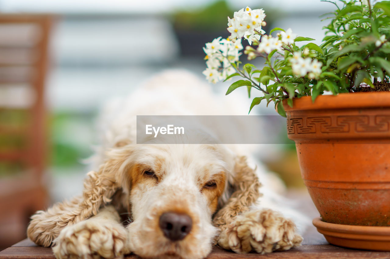 Close-up of dog relaxing by potted plant