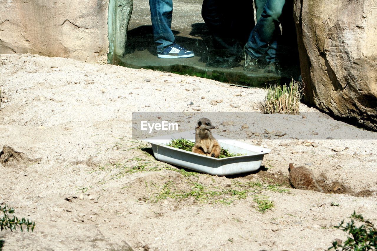 HIGH ANGLE VIEW OF MAN SITTING ON ZEBRA