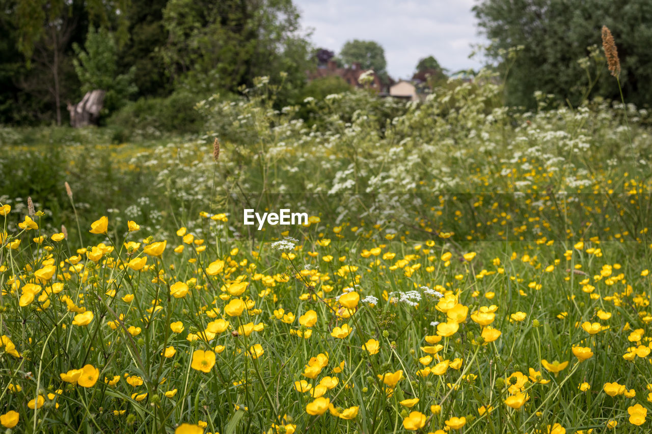 plant, flower, flowering plant, yellow, beauty in nature, freshness, land, growth, natural environment, field, meadow, nature, grassland, landscape, prairie, wildflower, environment, pasture, rural scene, fragility, no people, tree, sky, grass, tranquility, scenics - nature, springtime, day, outdoors, blossom, agriculture, plain, tranquil scene, abundance, flowerbed, cloud, green, flower head, rural area