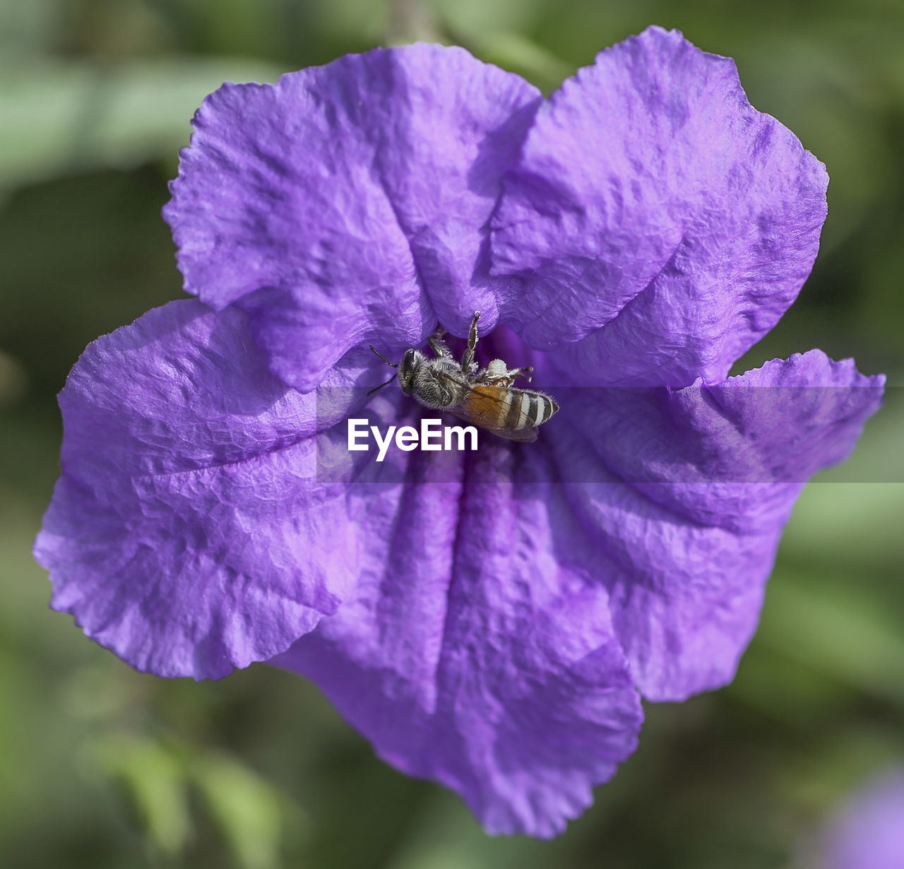 CLOSE-UP OF PURPLE FLOWER