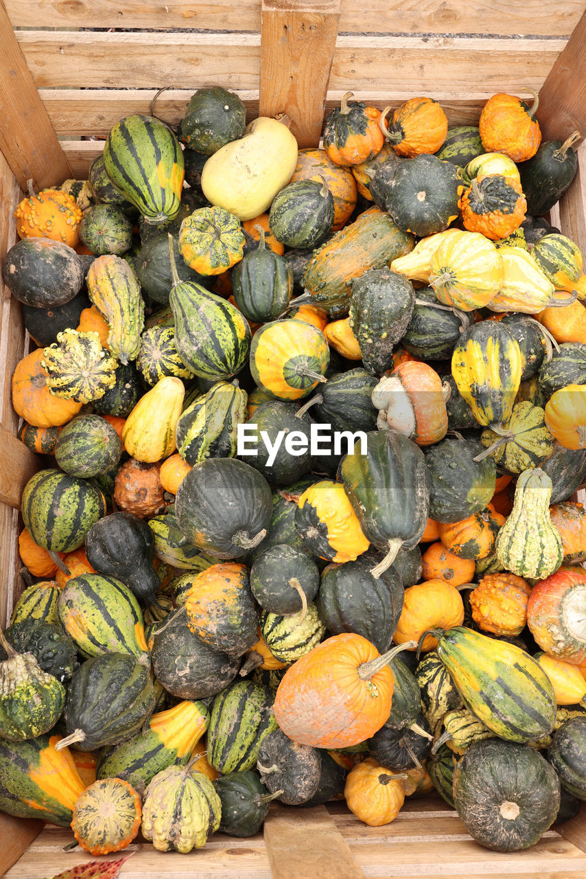 food, food and drink, healthy eating, freshness, wellbeing, vegetable, produce, high angle view, large group of objects, abundance, pumpkin, wood, winter squash, no people, organic, squash, squash - vegetable, still life, fruit, variation, gourd, raw food, day, nature, outdoors, summer squash, container, mussel