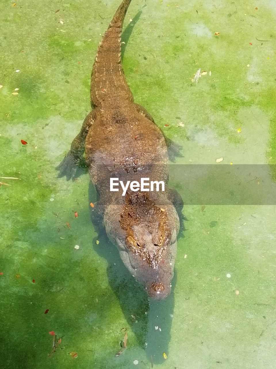 HIGH ANGLE VIEW OF TURTLE IN LAKE