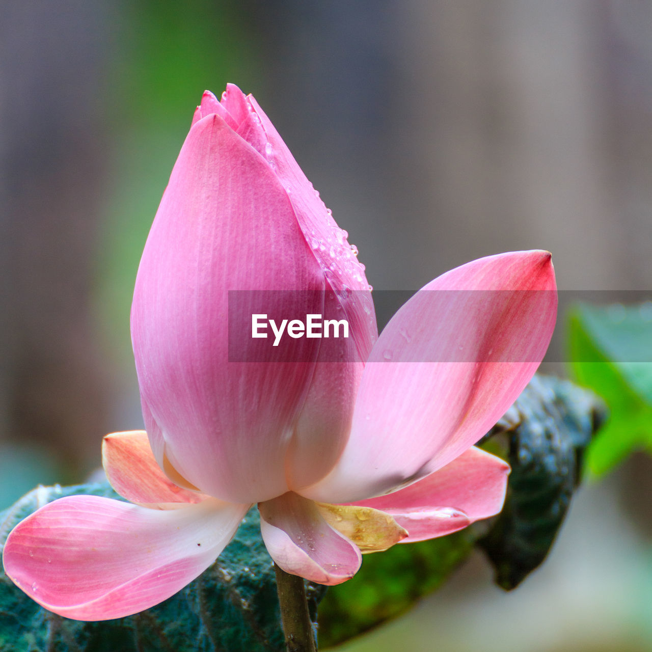 CLOSE-UP OF PINK WATER LILIES