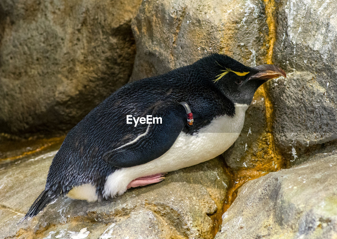 HIGH ANGLE VIEW OF A BIRD