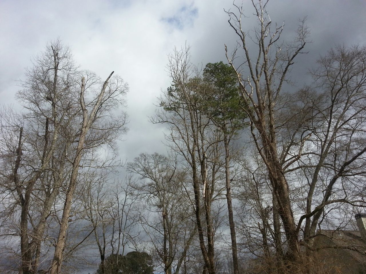 Low angle view of trees in forest against cloudy sky
