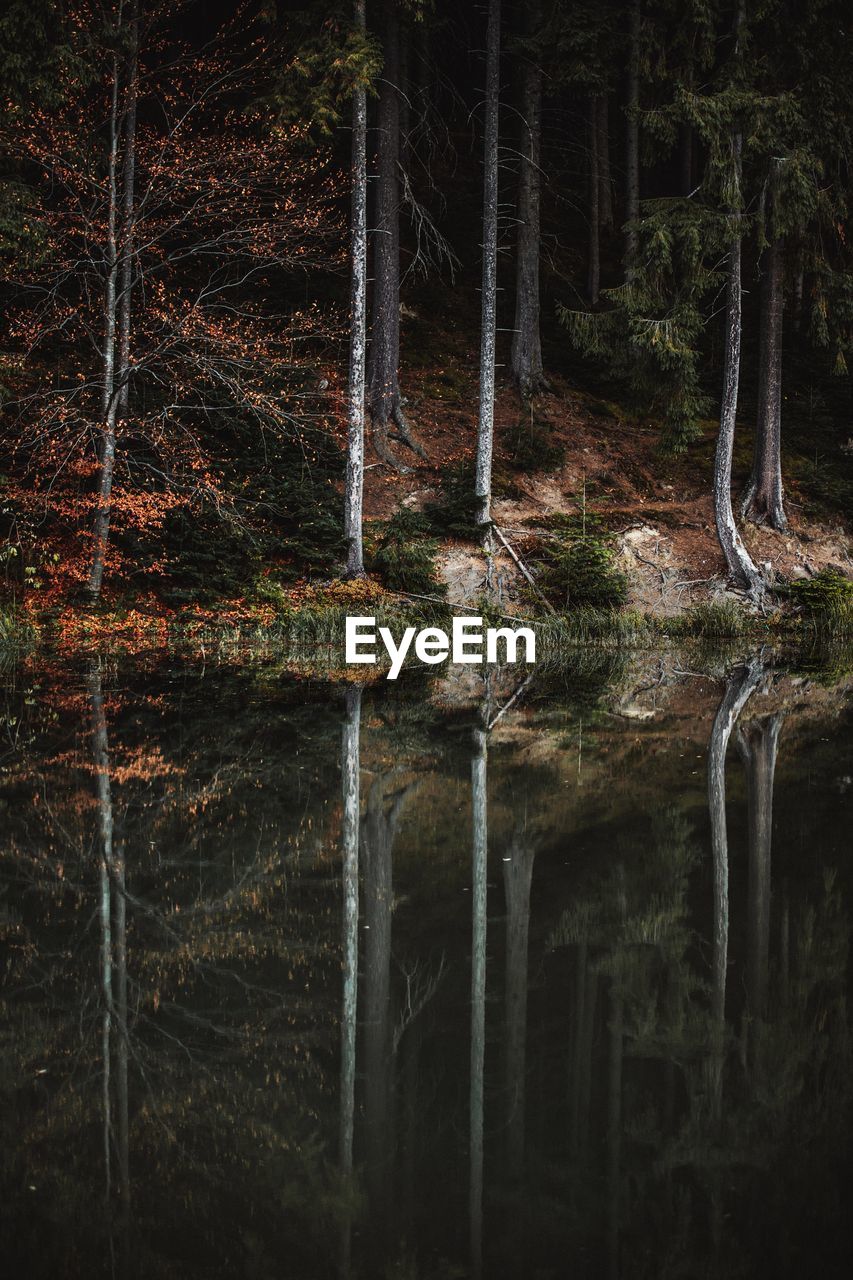 Reflection of trees on lake in forest